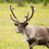 A big bull mountain caribou. Canadian Rockies, Alberta.