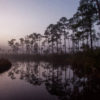 Tate's Hell State Forest in Florida