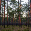 Tate's Hell State Forest in Florida