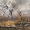 "Wildfire, 2007," Northern Kalahari, Botswana