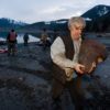 Nisga'a men butcher a sea lion.