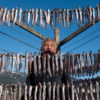 A Nisga'a man hangs eulachon to dry in the sun.