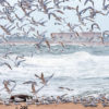 Arctic terns in Regência, ES.