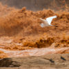 A great egret passes a wave of mud.