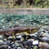 A Chinook salmon makes its way up Bacon Creek in Washington State.