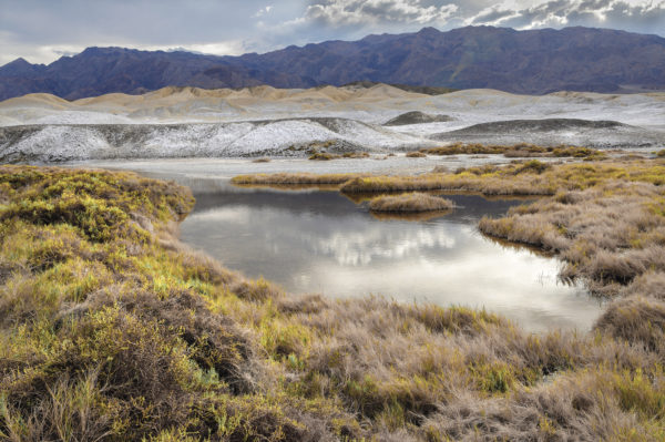 Salt Creek Springs, Mojave Desert