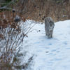 Canada lynx, Superior National Forest, MN