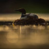 A common loons sits upon its nest while beingbackit by the setting sun.