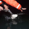 Common Loon (Gavia immer) release, Crosslake, Minnesota.