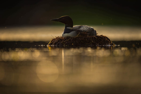 A common loon floats in a lake in Minnesota.