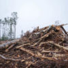 Clear-cut forest, Superior National Forest, Minnesota.