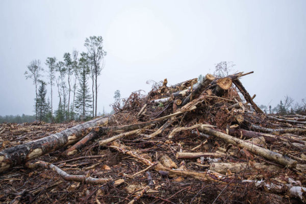 A snarl of trees and branches discarded during a clear cut in Superior National Forest, Minnesota.