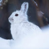 Olson_Benjamin_minnesota-hare