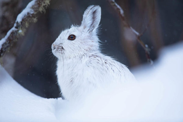 A snowshoe hare in Minnesota's Superior National Forest