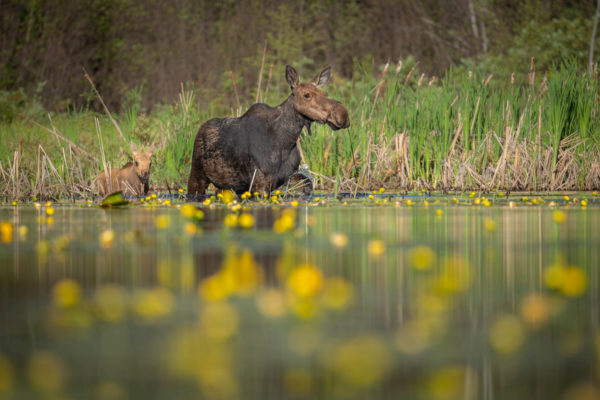 A cow moose wades through water with a calf.