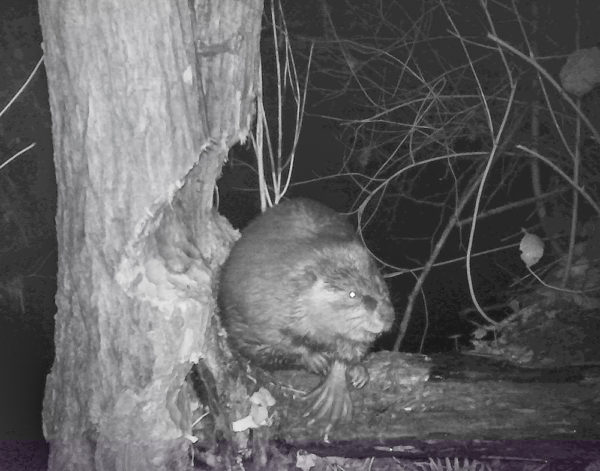Night photo of a beaver in Longfellow Creek.