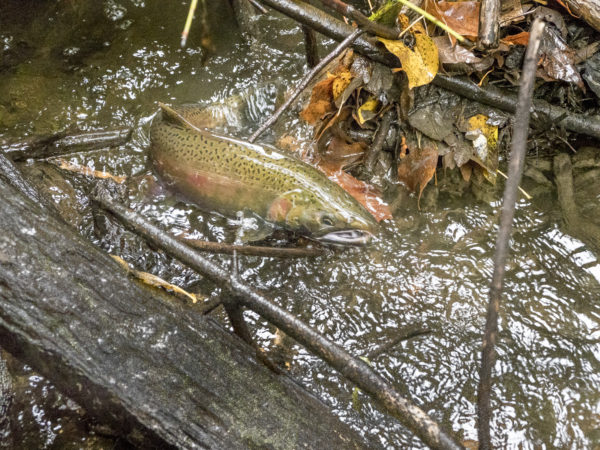 A coho makes its way through brush in Longfellow Creek, Seattle.
