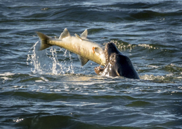 A sea lion eats a chum salmon.