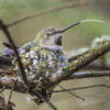 A nesting hummingbird tastes the air with her tongue.