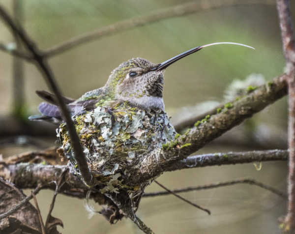A nesting hummingbird.