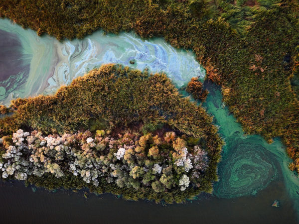 Cyanobacteria algae in wetlands near Montegut, Terrebonne Parish, Louisiana.