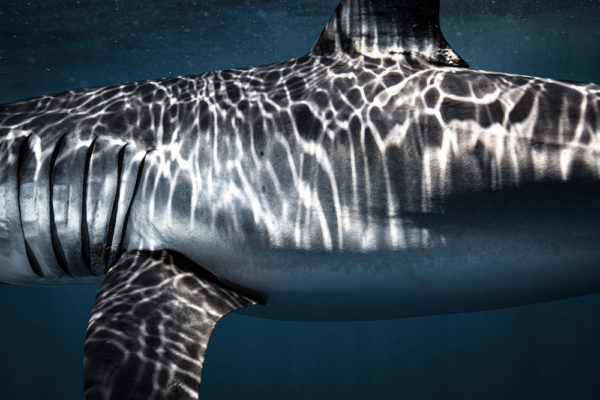A female mako shark, presumed to be pregnant.