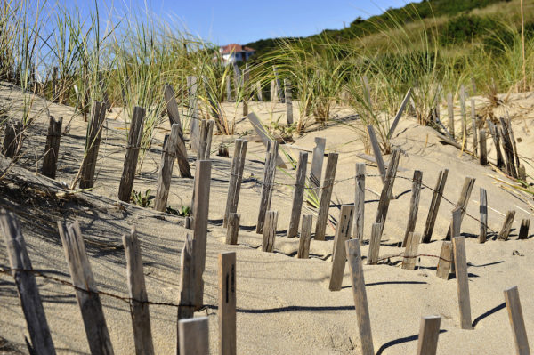 Sand fences in Cape Cod.