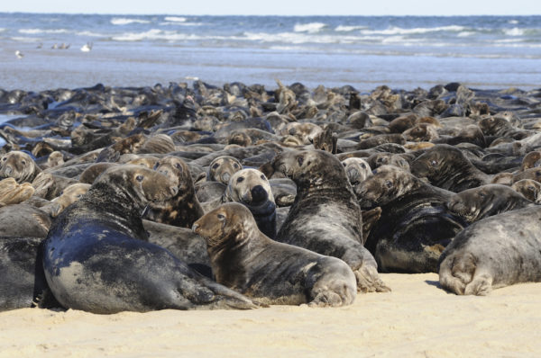 Seal herd on a Cape Cod beach.