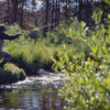 Fly Fishing in the Homestake Valley