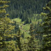 Homestake Creek Wetlands