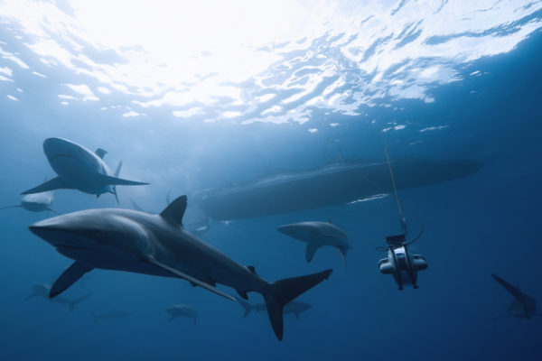 Underwater image of a silky shark mating aggregation